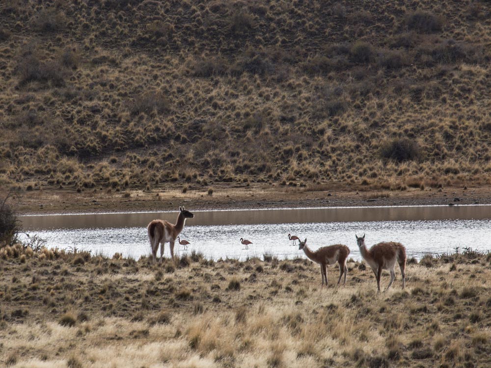 guanacos cerca de una laguna